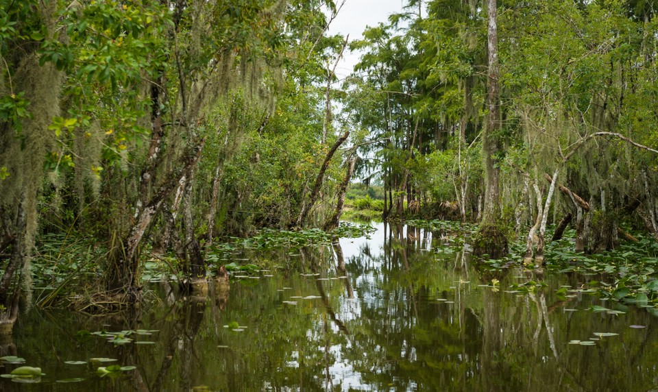 everglades swamp tours.com